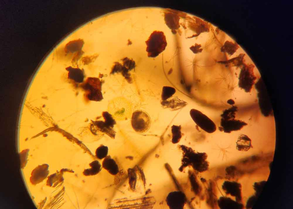 single D shaped clam larvae in natural sample with detritus and phytoplankton viewed under 100x magnification