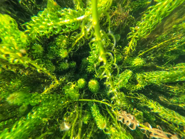 Lagarosiphon Major, also known as Oxygen Weed, is a fast-growing invasive aquatic plant found in many New Zealand lakes  