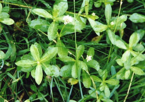 alligator weed