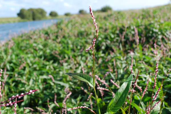 Persicaria decipiens 
