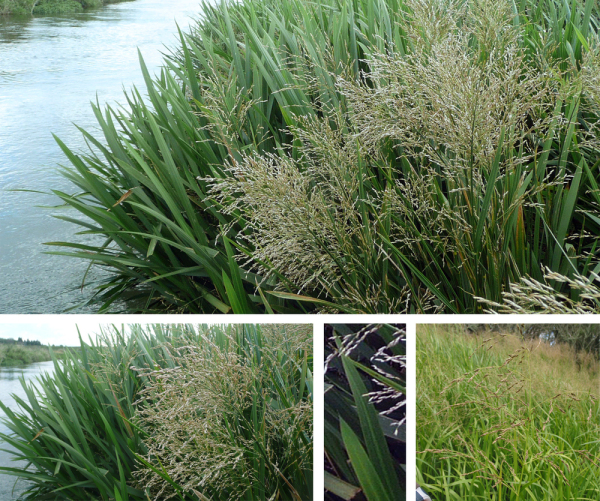 Glyceria maxima