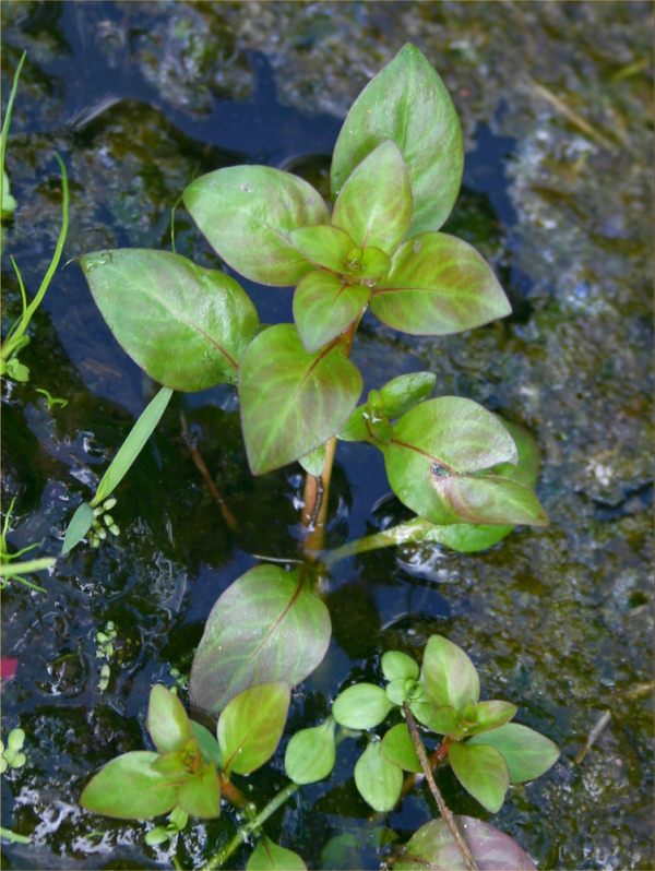 Ludwigia palustris