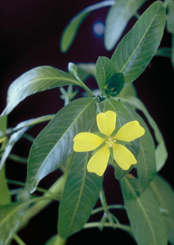 Ludwigia peploides