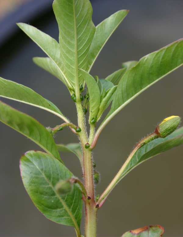 Ludwigia peploides