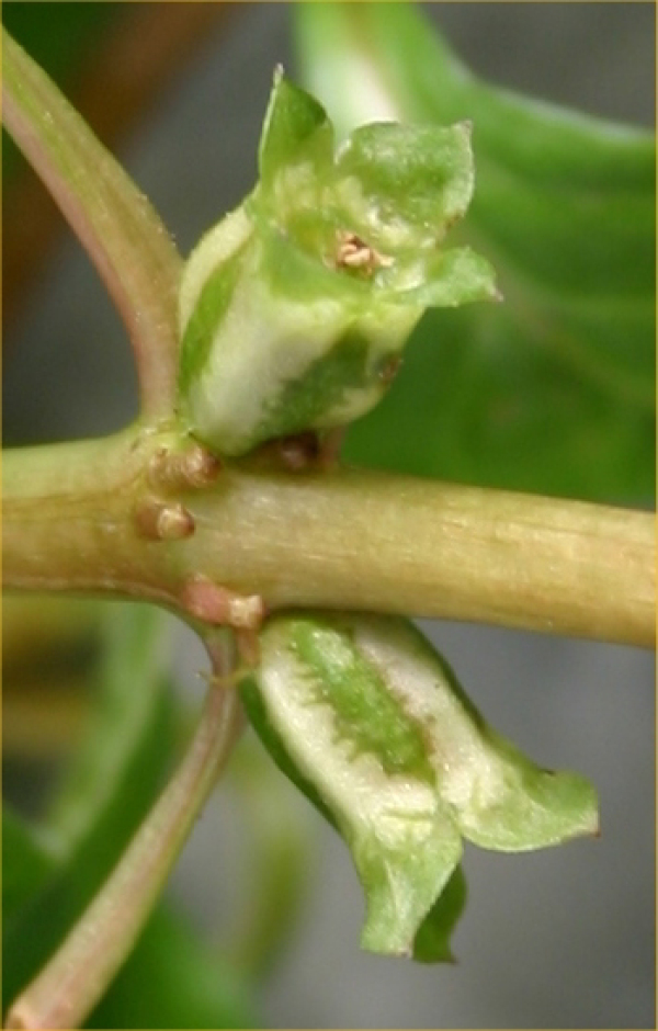 Ludwigia palustris