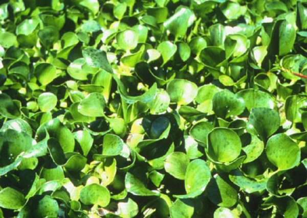 Water hyacinth Eichhornia crassipes