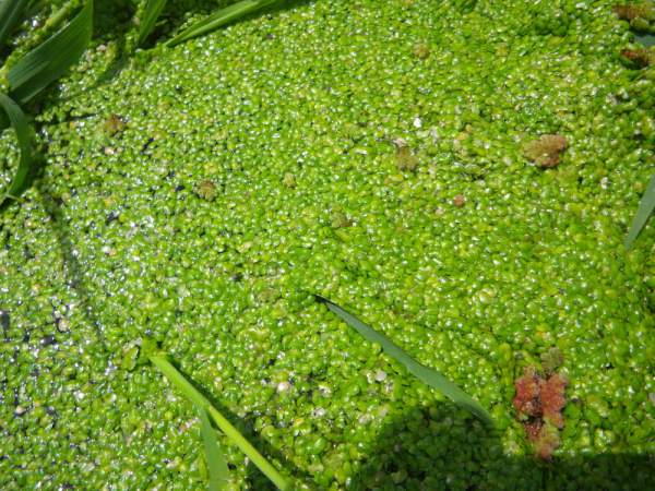 Duckweed (Lemna minor L)