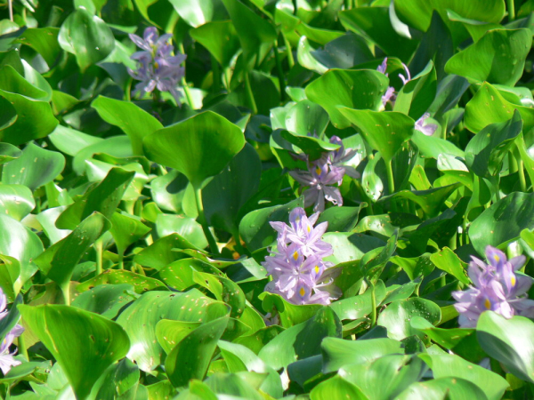 Water hyacinth