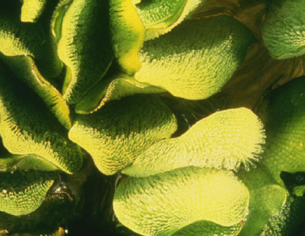 Salvinia close-up crowded growth form (B Coffey).