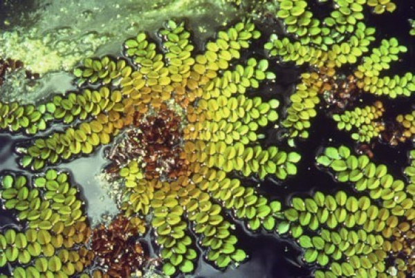 Salvinia uncrowded growth form