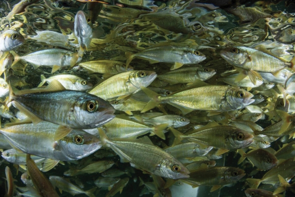 Kingfish aquaculture system