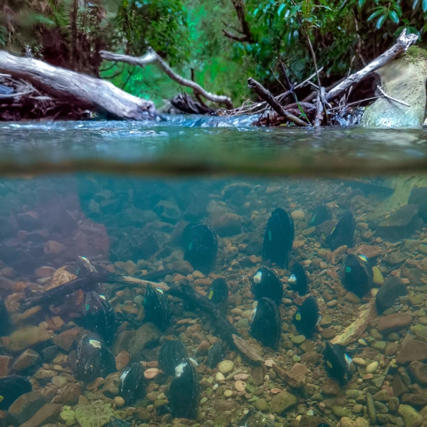 Kākahi | Earth Sciences New Zealand | NIWA