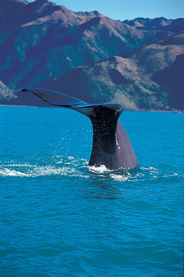 Sperm whale fluke seen as in blue waters with a mountain landscape background