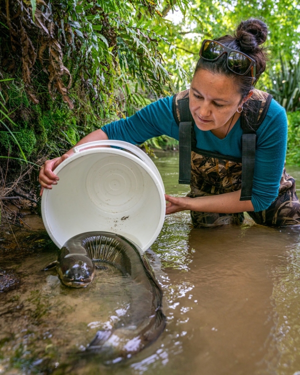 NIWA's Darcel Rickard releases an eel