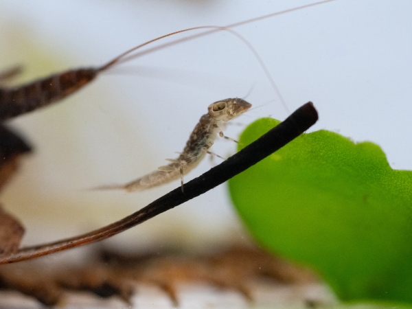 Yellow mayfly nymph