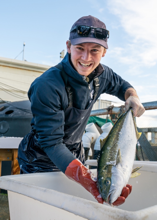 NIWA aquaculture technician Michael Exton packs a freshly harvested 4kg Ruakaka kingfish in ice, ready for dispatch to the chef. 