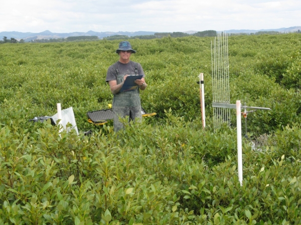 monitoring mangrove progression in New Zealand