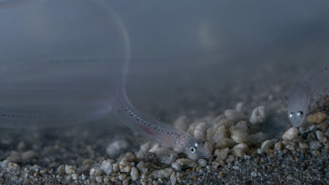Glass eels