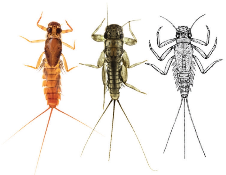 Image of mayflies [from NIWA Benthic Macroinvertebrates Field Identification Guide]