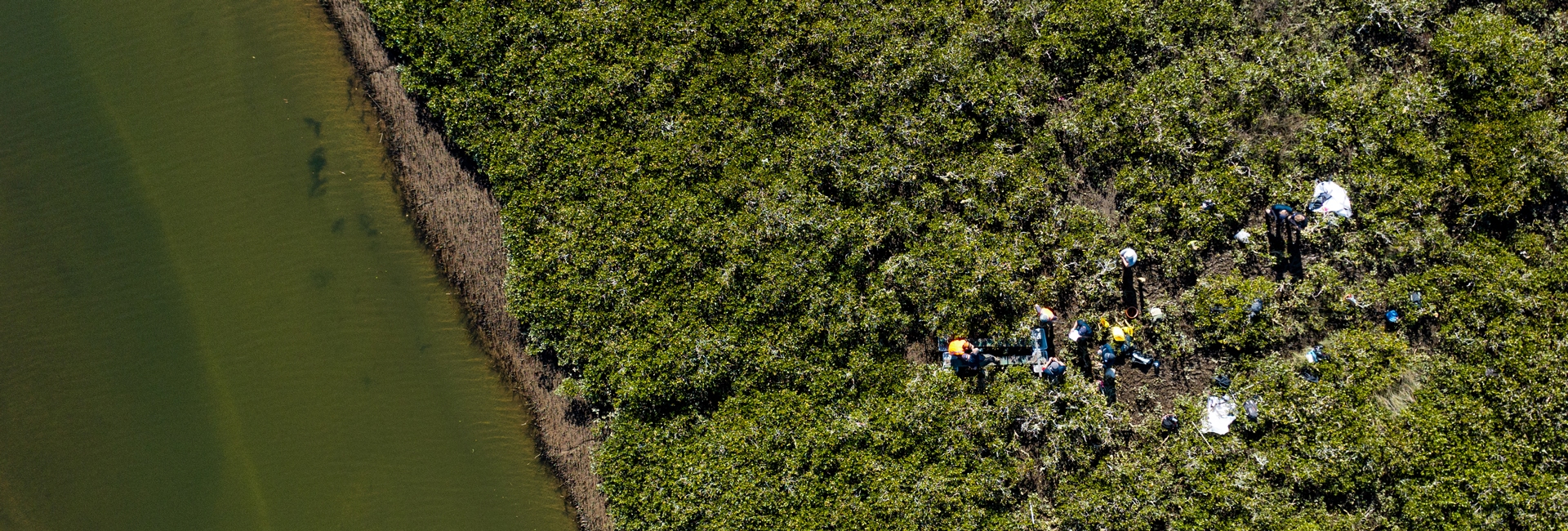 Mangrove on Athenree Estuary