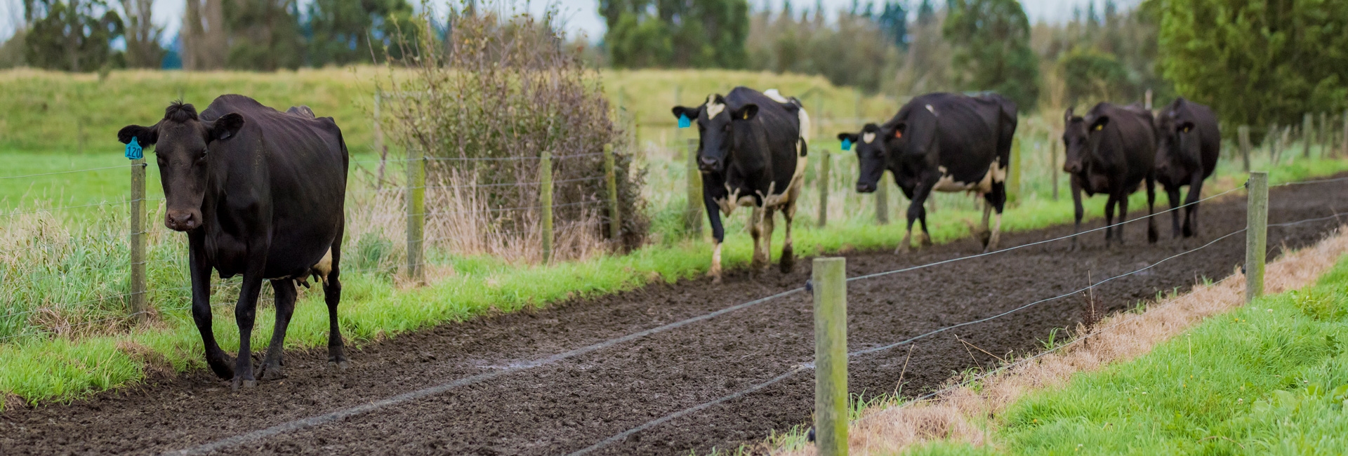 Rangiora cattle