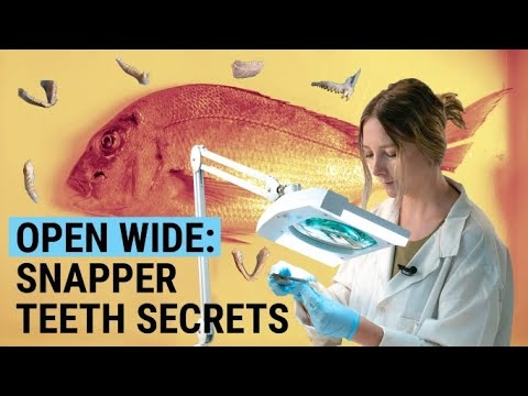 Snapper-teeth