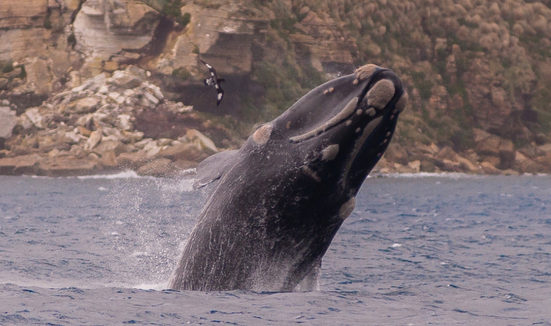 Right whale - Campbell Island