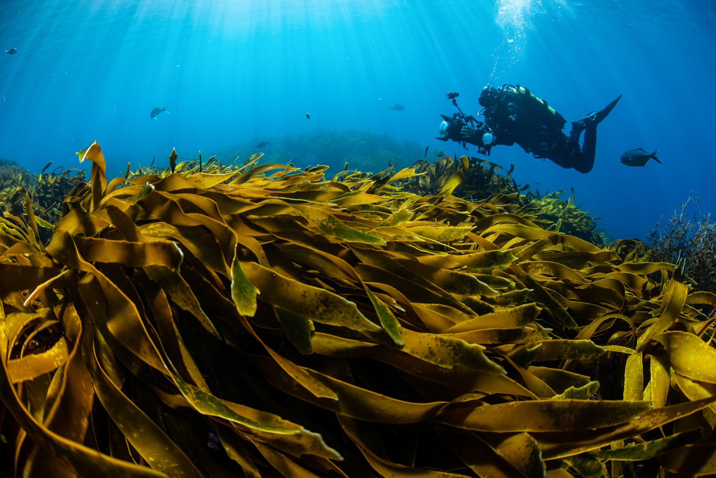 Kelp forest dive