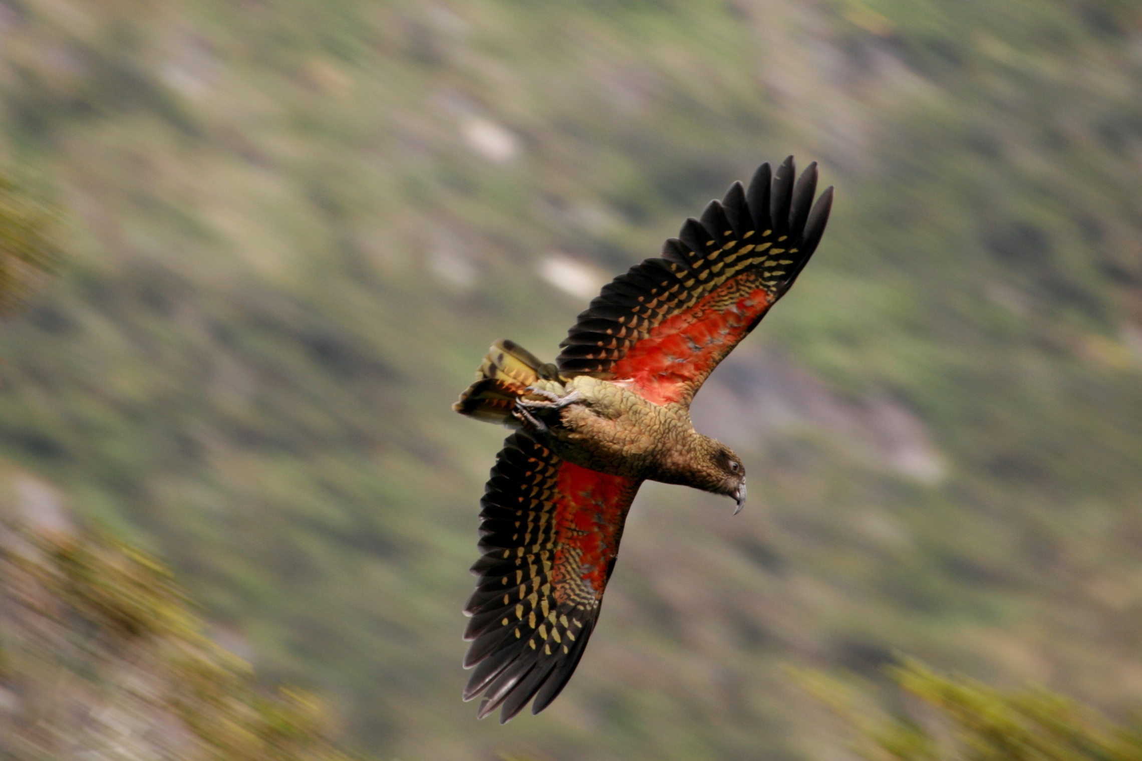 Flight of the kea