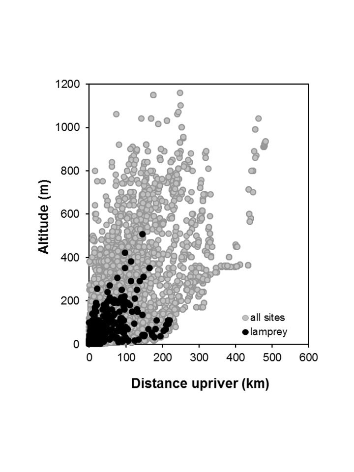 Lamprey-Geotria australis_penetration