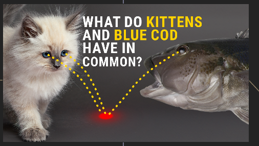 Blue cod and kitten