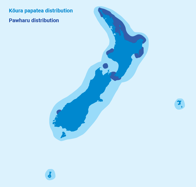 koura-distribution.png