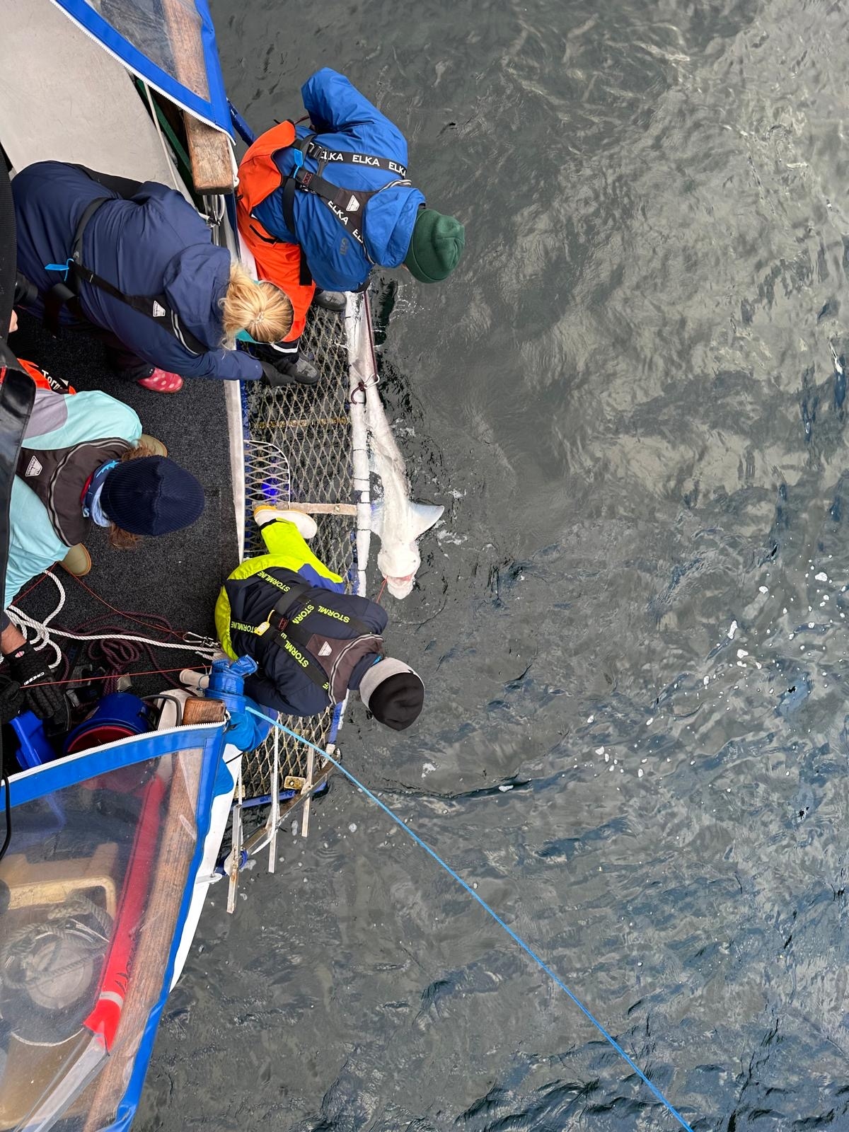 Tagging sharks in Fiordland 1