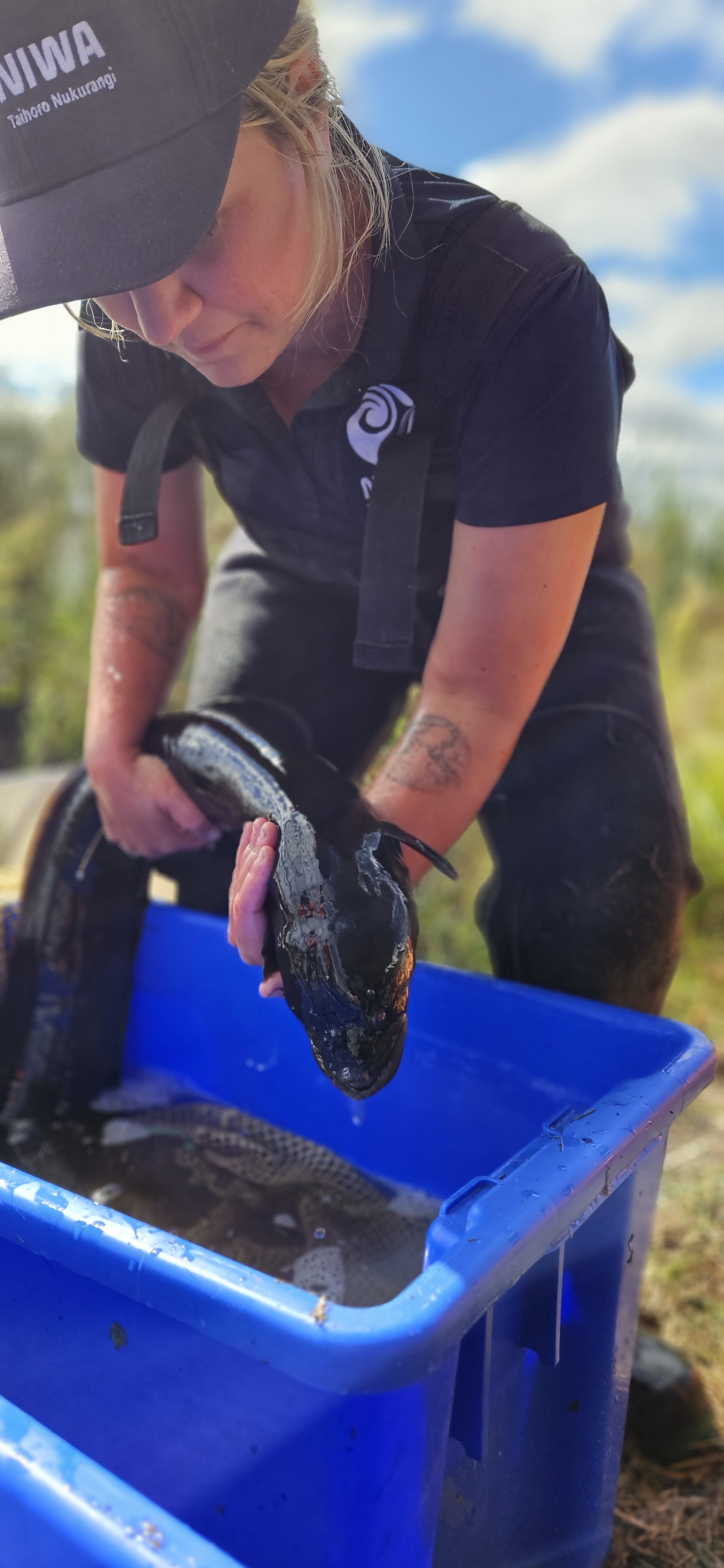 BAFF - catching eel