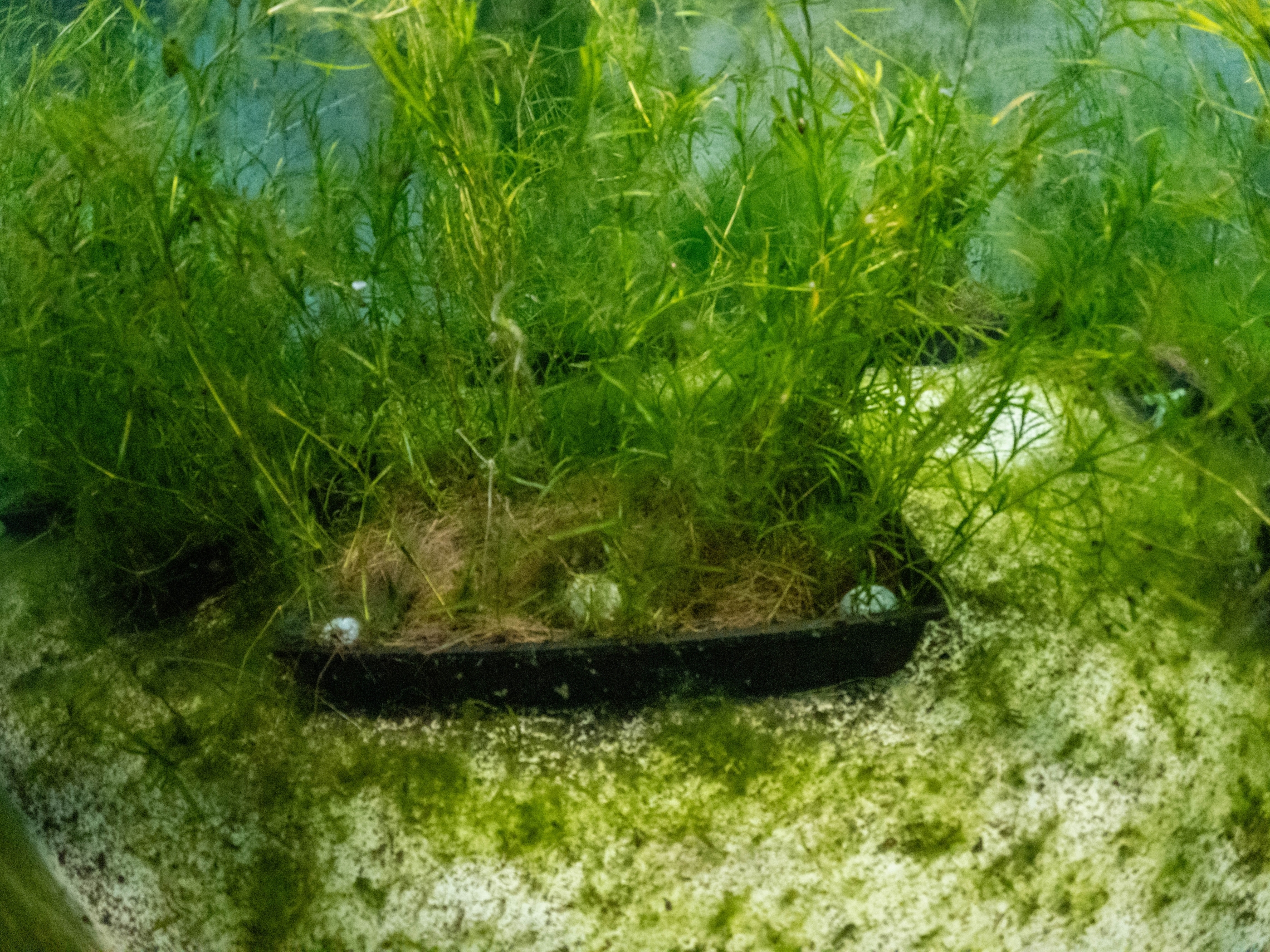 2024_06_ROTO TURF_mackay_LOW_GOPR3038.jpg