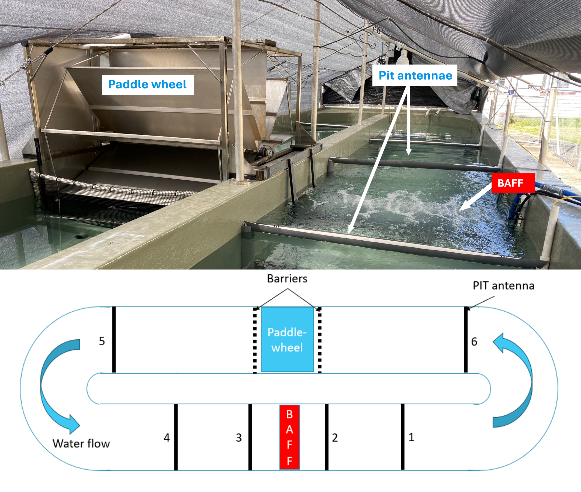 BAFF_setup_schematic.png