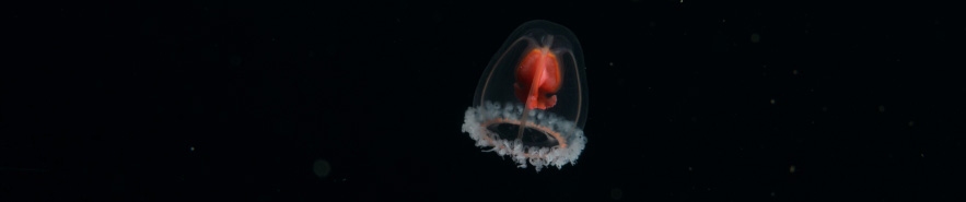 Turritopsis rubra (Farquhar, 1895), Crimson jelly. 