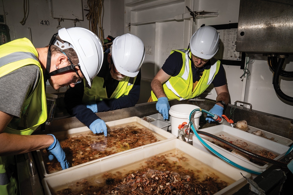 Researchers pick through samples recovered from seafloor.