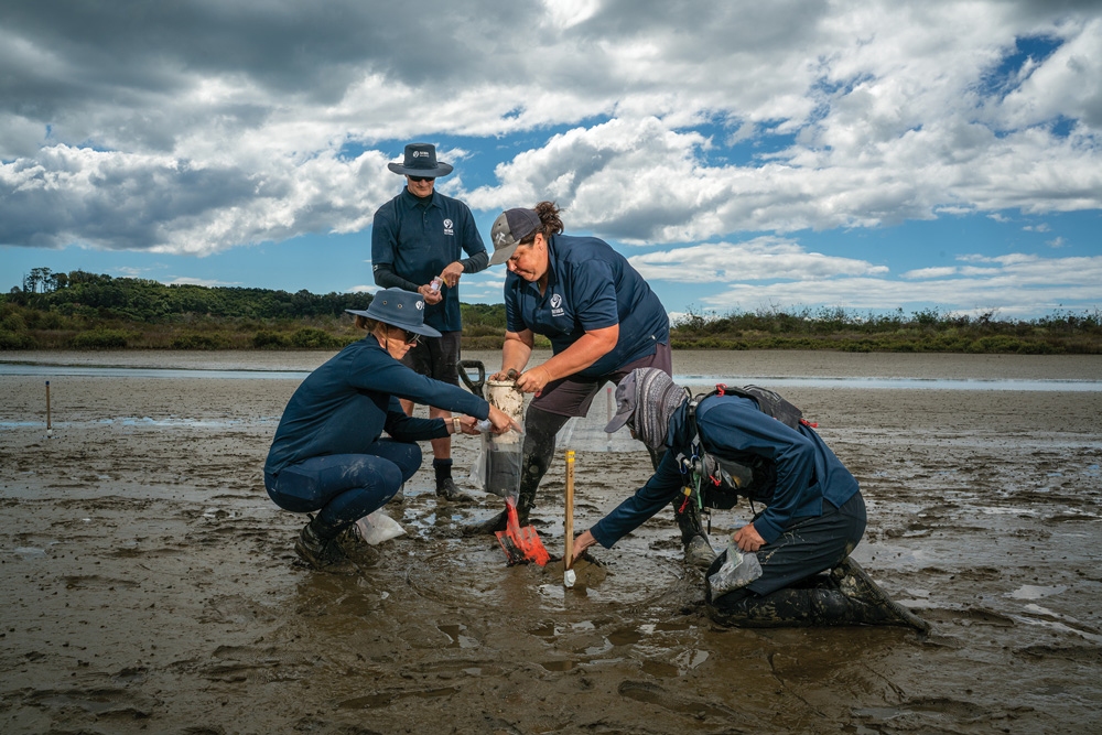 NIWA staff take samples from the Waihi estuary research site.