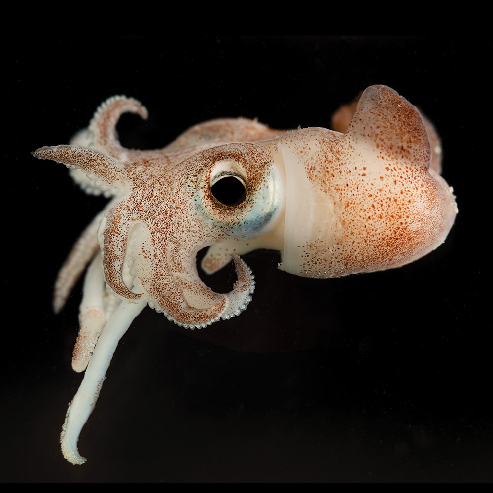 Bobtail squid