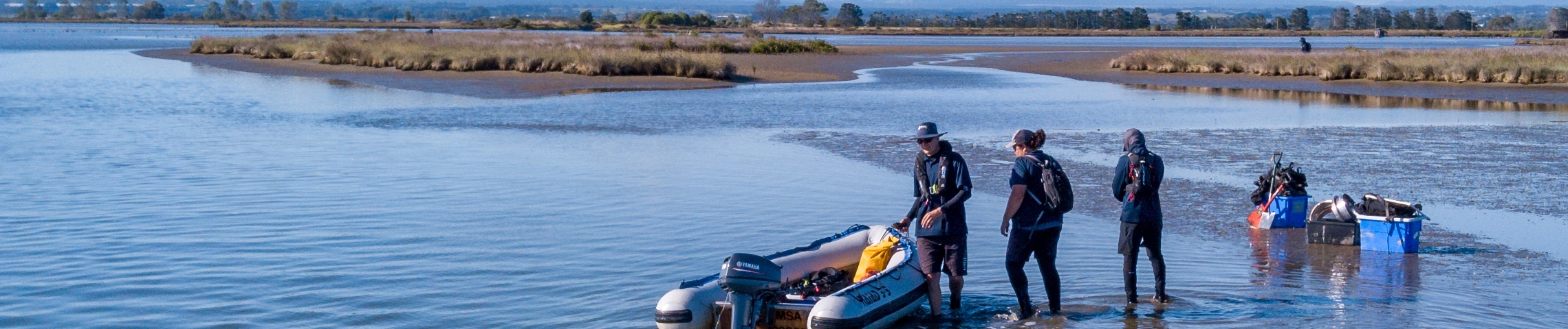 NIWA staff head into the Waihi estuary.