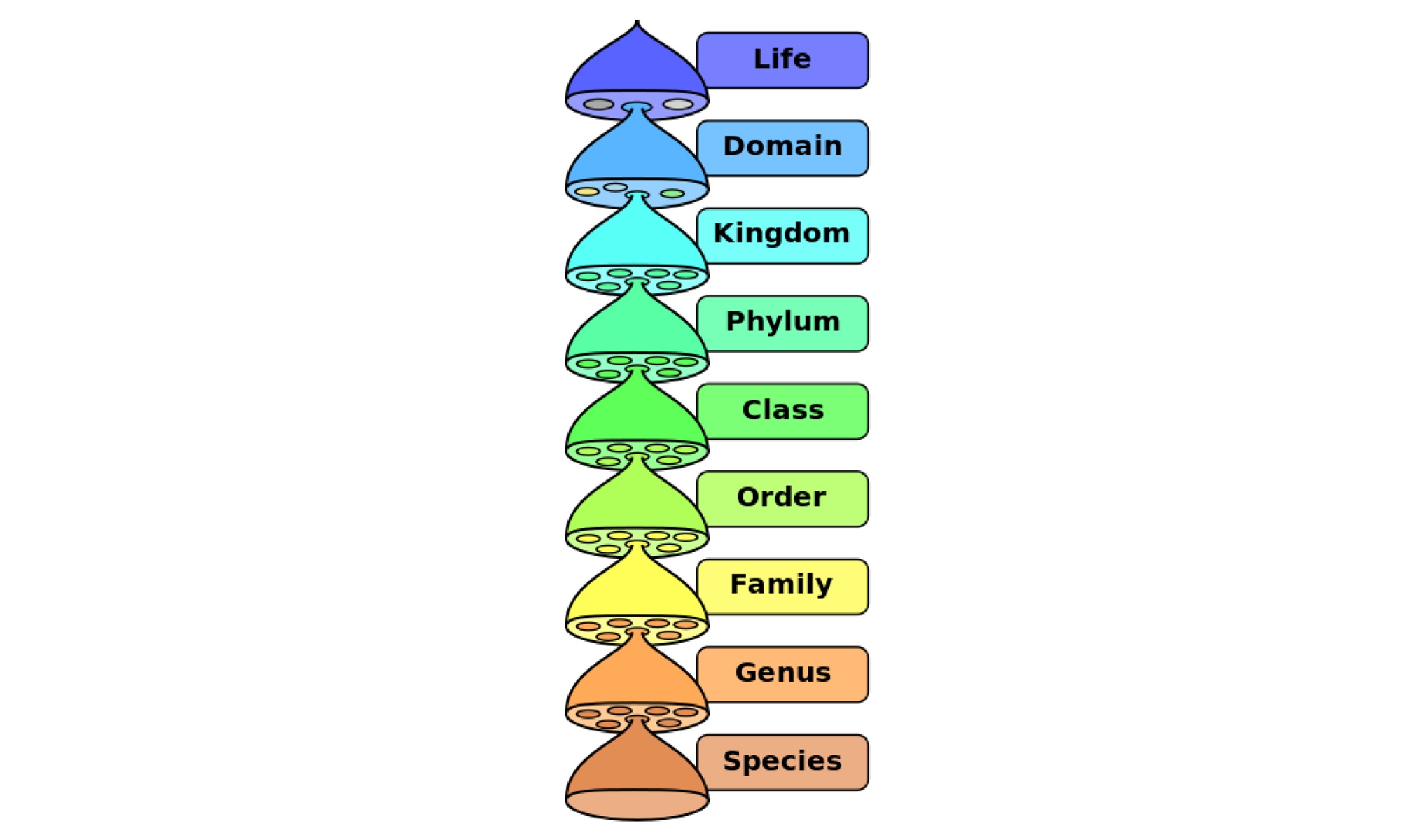 Taxonomic rank