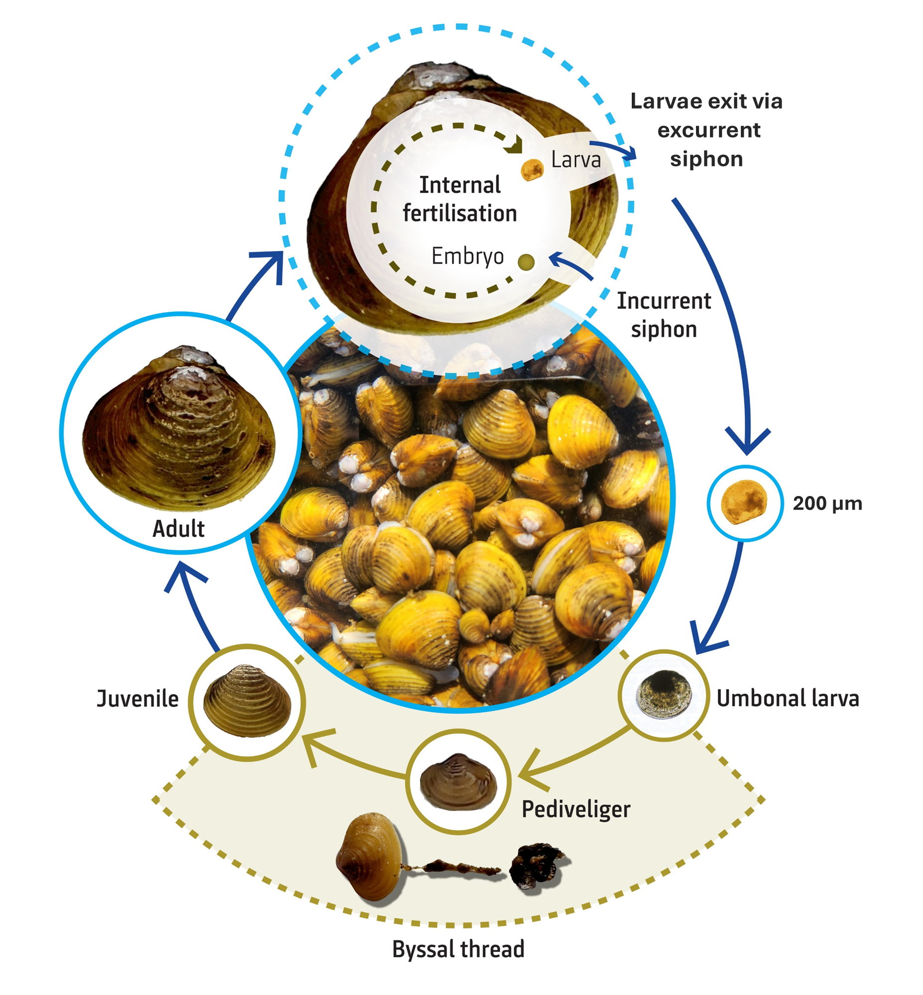 Corbicula fluminea life-cycle_22_10_24.png