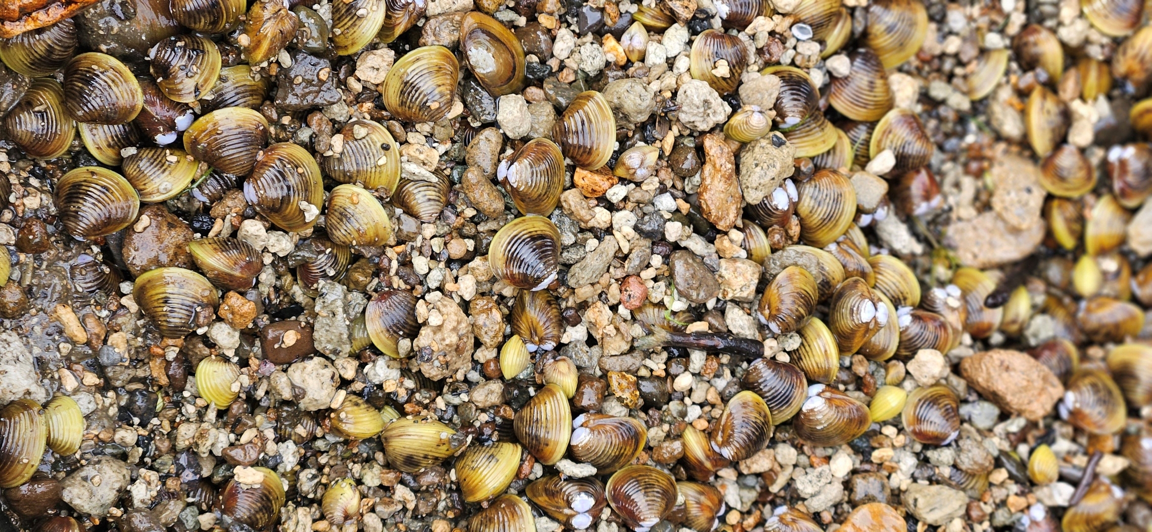 Corbicula pile_Melchior (1).jpg