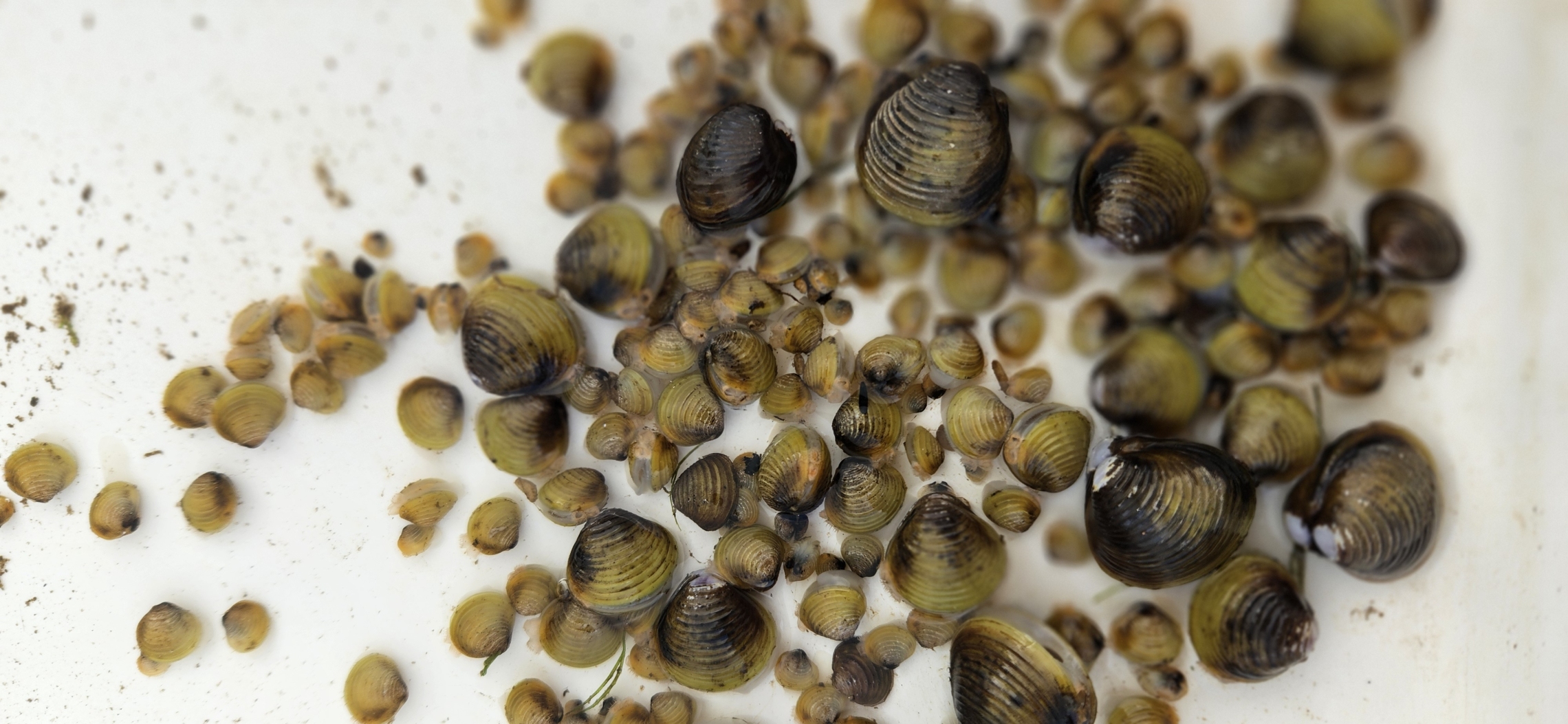 Corbicula pile_Melchior (4).jpg