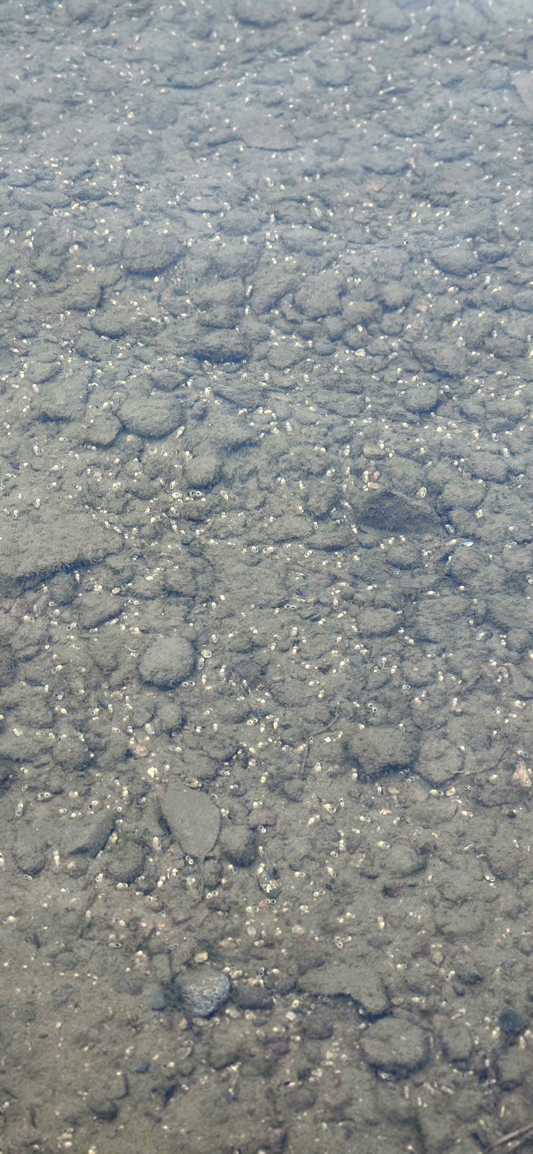 Corbicula siphons_Melchior (5).jpg