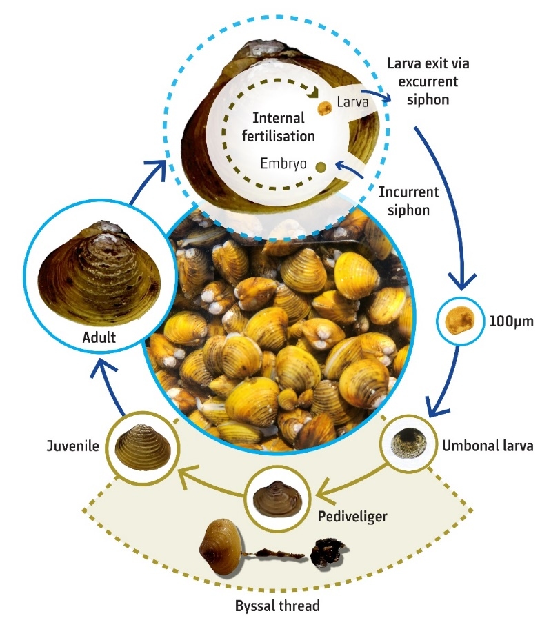 Gold clam lifecycle