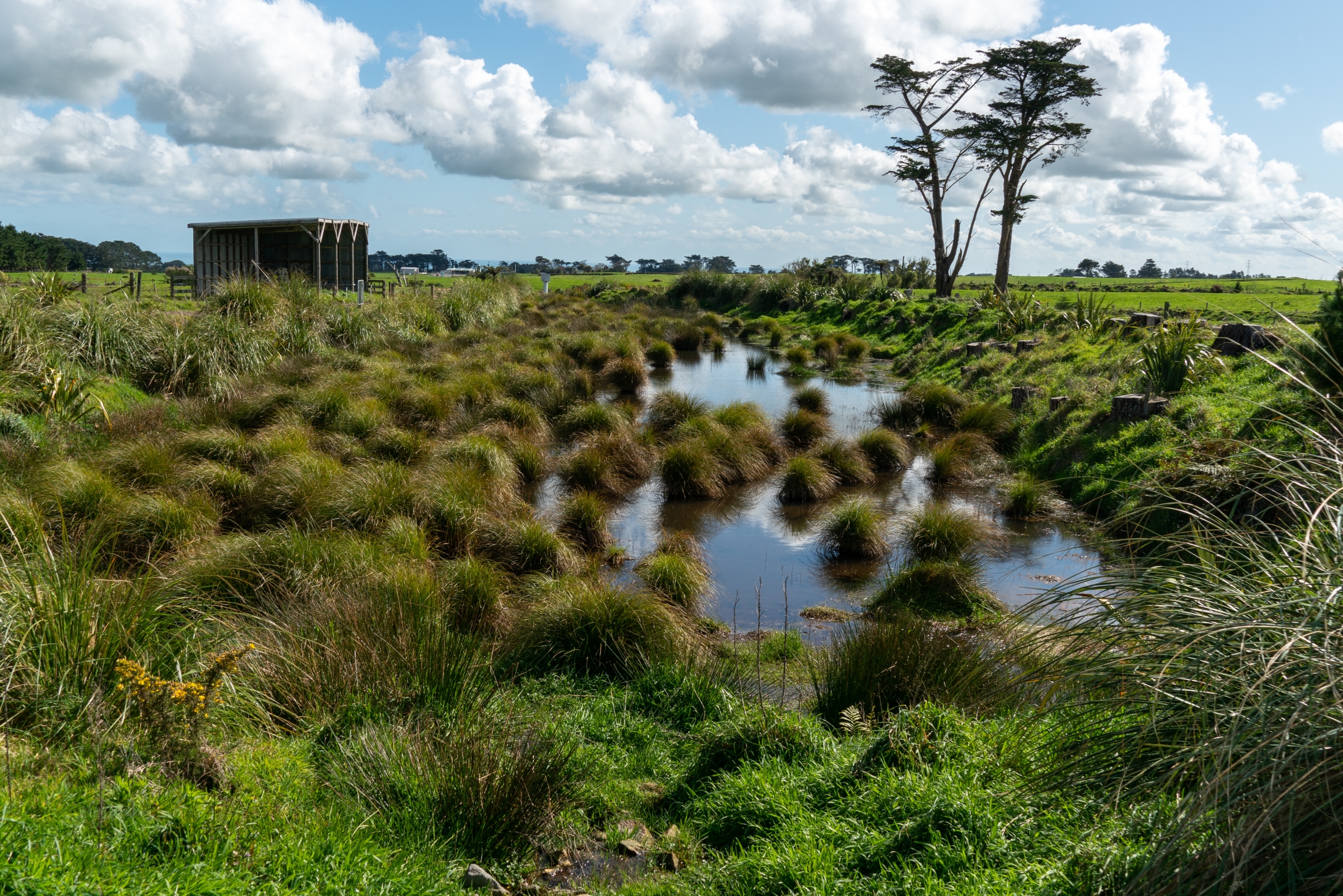 2022_10_CONSTRUCTED WETLAND_mackay_HI__DSC9918.jpg