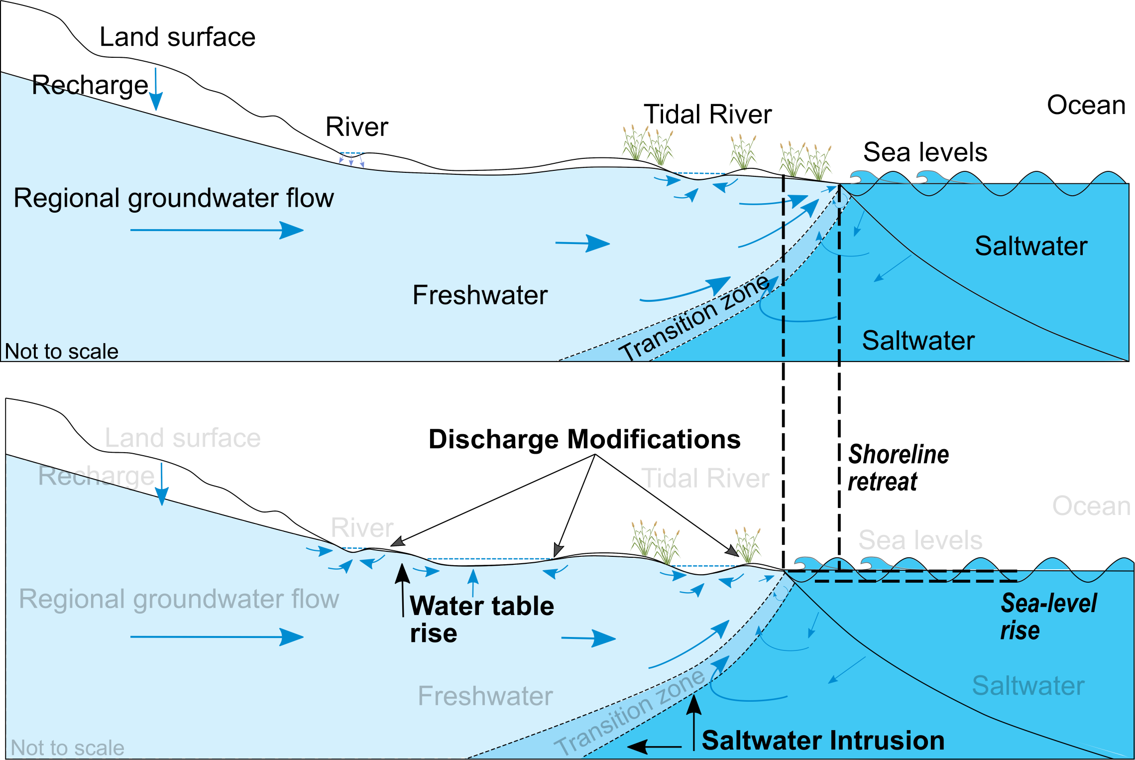 Figure 1 from Bosserelle et al 2024.png