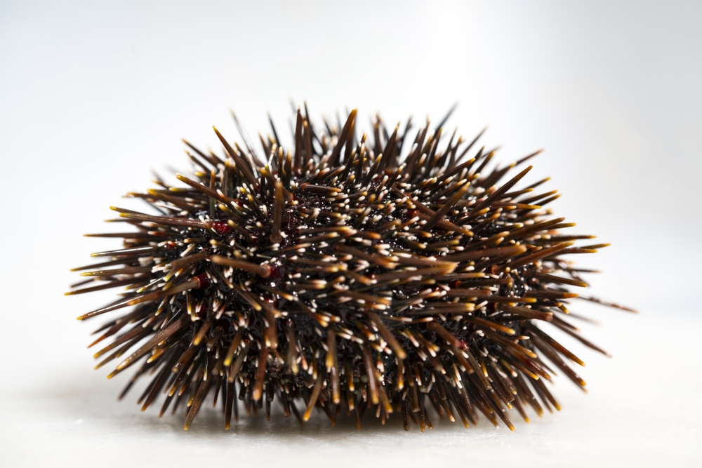 Photograph of sea urchin against a white background